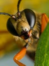 Close-up Portrait of Great Golden Digger Wasp Face