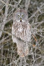 Great Gray Owl Perched in Tree Portrait Royalty Free Stock Photo