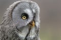 Close up portrait of a great gray owl Royalty Free Stock Photo