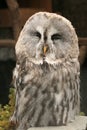 A close-up portrait of the Great Grey Owl Royalty Free Stock Photo