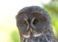 Close up portrait of a Great Grey Owl Royalty Free Stock Photo