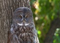 Portrait of a Great Grey Owl in front of a tree Royalty Free Stock Photo