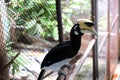 portrait of a Great hornbill Royalty Free Stock Photo
