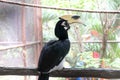 portrait of a Great hornbill Royalty Free Stock Photo