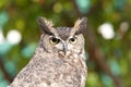 Close up portrait of a Great Horned Owl Royalty Free Stock Photo