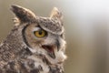 Close up portrait of great horned owl as it calls out Royalty Free Stock Photo