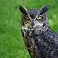 Close-up portrait of a great horned owl, Bubo virginianus Royalty Free Stock Photo