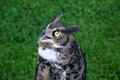 Close-up portrait of a great horned owl, Bubo virginianus Royalty Free Stock Photo