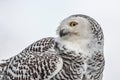 Close-up portrait of Snowy Owl