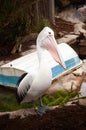 A close up portrait of a great white pelican taken in a zoo Royalty Free Stock Photo