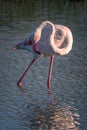 Close up portrait of a Greater Flamingo Phoenicopterus roseus in the Camargue, Bouches du Rhone, France