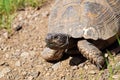 Portrait of The Greek tortoise , Testudo graeca ibera Royalty Free Stock Photo