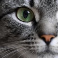 Close-up portrait of green eye of American shorthair cat of grey color. Royalty Free Stock Photo