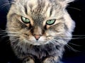 Close up portrait of green-eyed cat Siberian breed Royalty Free Stock Photo