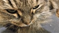 Close up portrait of green-eyed cat Siberian breed Royalty Free Stock Photo