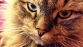 Close up portrait of green-eyed cat Siberian breed Royalty Free Stock Photo