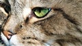 Close up portrait of green-eyed cat Siberian breed Royalty Free Stock Photo