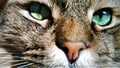 Close up portrait of green-eyed cat Siberian breed Royalty Free Stock Photo