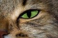 Close-up portrait of green eyed Siberian cat Royalty Free Stock Photo