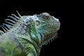 Close up of portrait green iguana isolated on black background Royalty Free Stock Photo