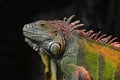 Close up portrait of green iguana male on black Royalty Free Stock Photo