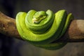 Close up portrait of a Green tree python Royalty Free Stock Photo