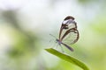 Close up of Greta oto, the glasswinged butterfly