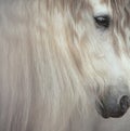 Close up portrait of grey andalusian horse