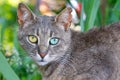 Close up portrait of grey cat with eyes of different colors on green grass background. non-pedigree cats