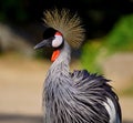 Close-up portrait of a grey crowned crane Royalty Free Stock Photo