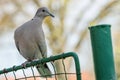 Close up portrait of a grey Eurasian collared dove