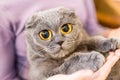 Close up portrait of grey fluffy cat with huge eyes on owner hand. Fat satisfied cat with big yellow eyes. Home pet care