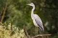 Grey Heron Ardea cinerea side view standing up on a branch f Royalty Free Stock Photo