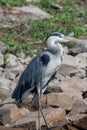 Grey Heron Ardea cinerea standing in the lake. Wildlife in nat Royalty Free Stock Photo