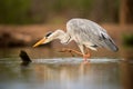 A close up portrait of a Grey heron bird standing in the water with one foot raised