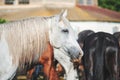 Grey horse with a long mane in the paddock near the stable Royalty Free Stock Photo