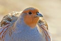 Close up portrait of grey partridge