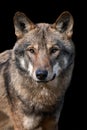 Close up portrait of a grey wolf Canis Lupus Royalty Free Stock Photo