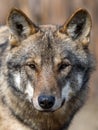 Close up portrait of a grey wolf Canis Lupus