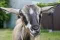 Close up portrait of a grey young nanny-goat looking in camera in the village