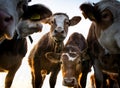 Close-up portrait of group of brown cows at sunset. Santa Giustina Belluno Italy