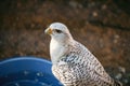 close up portrait, head, gyrfalcon falco rusticolus