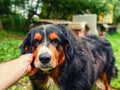 Close up portrait of handsome Bernese mountain dog in a rural country area and owner hand. Big and very social animal. King size