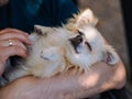 Close up portrait of handsome cheerful man holds cute long hair chihuahua the dog is in the arms