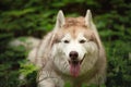 Close-up Portrait of happy and beautiful dog breed siberian husky lying in the green forest Royalty Free Stock Photo