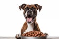 Close up portrait of happy Boxer dog with a big bowl of dog food Isolated on white background Royalty Free Stock Photo
