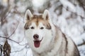 Close-up portrait of happy dog breed siberian husky sitting on the snow in the winter forest on snowy trees background Royalty Free Stock Photo