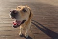 Close up portrait of happy Labrador Retriever dog on the pier Royalty Free Stock Photo