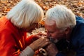 Close up portrait of a happy old man kissing his wife`s hands. In the park in autumn foliage a happy couple is resting Royalty Free Stock Photo