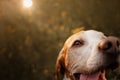 Close up portrait of a happy old pointer dog outdoors Royalty Free Stock Photo